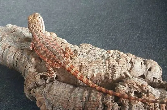 Agama brodata