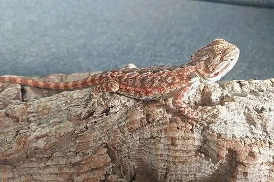 Agama brodata, Pomorskie, Gdynia