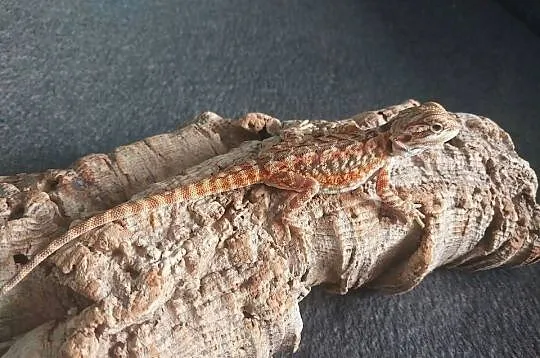 Agama brodata, Pomorskie, Gdynia