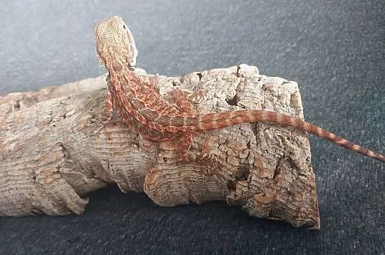 Agama brodata, Pomorskie, Gdynia