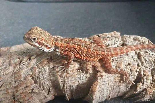 Agama brodata, Pomorskie, Gdynia