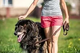 Samotny ASLAN do adopcji!,  mazowieckie Warszawa