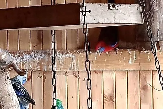 Papugi sprzedam..., Mazowieckie, Czarna Kolonia