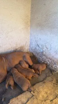 Dogue de Bordeaux zarejestrowane szczenięta na sprzedaż