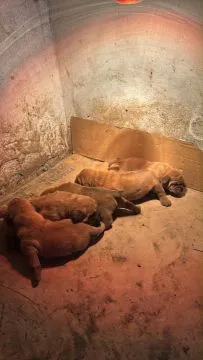 Dogue de Bordeaux zarejestrowane szczenięta na sprzedaż, Mazowieckie, Warszawa