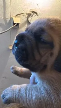Dogue de Bordeaux zarejestrowane szczenięta na sprzedaż, Mazowieckie, Warszawa