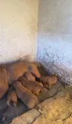 Dogue de Bordeaux zarejestrowane szczenięta na sprzedaż