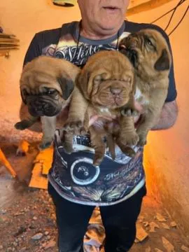 Dogue de Bordeaux zarejestrowane szczenięta na sprzedaż, Mazowieckie, Warszawa