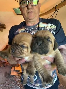 Dogue de Bordeaux zarejestrowane szczenięta na sprzedaż, Mazowieckie, Warszawa