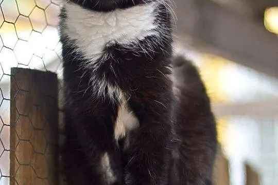 Filemon, dorodny kocur do adopcji!