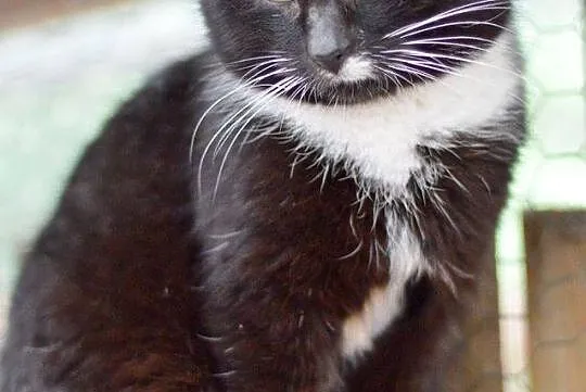 Filemon, dorodny kocur do adopcji!