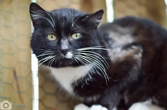 Filemon, dorodny kocur do adopcji!