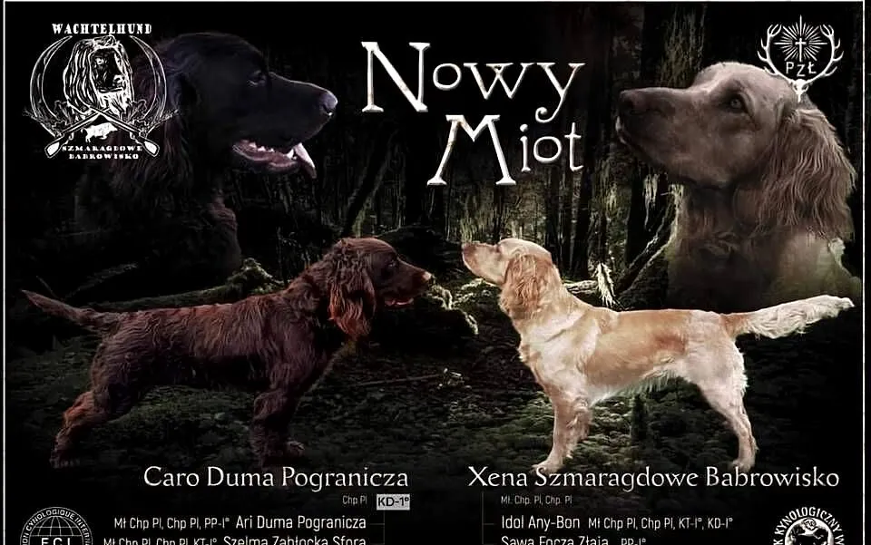 Płochacz niemiecki WACHTELHUND - zapowiedź miotu, Opolskie, Ligota Tułowicka