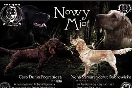 Płochacz niemiecki WACHTELHUND - zapowiedź miotu