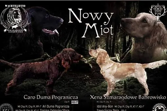 Płochacz niemiecki WACHTELHUND - zapowiedź miotu, Opolskie, Ligota Tułowicka