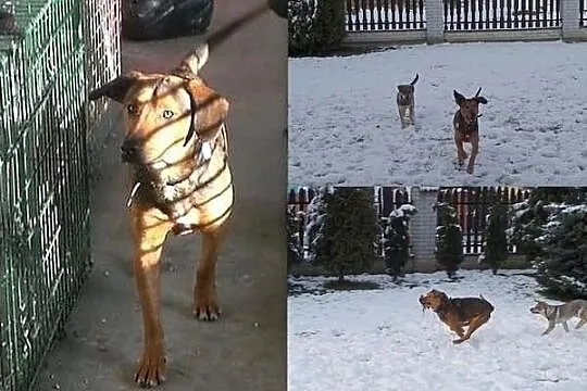 Młody,żywiołowy Elmo szuka domu!