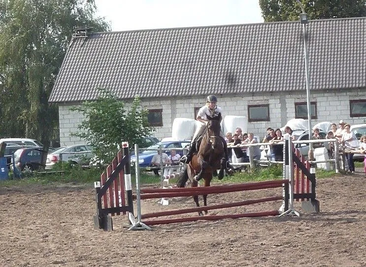 klacz sp po Harveście, ,