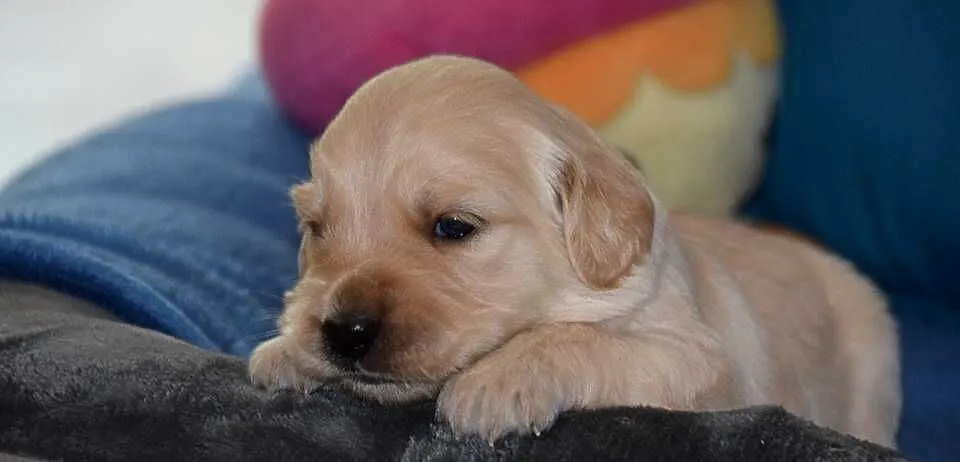 Golden Retriever szczenięta ZKWP FCI, Mazowieckie, Łochów