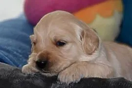 Golden Retriever szczenięta ZKWP FCI
