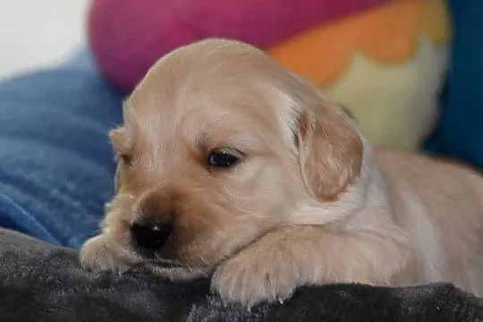 Golden Retriever szczenięta ZKWP FCI, Mazowieckie, Łochów