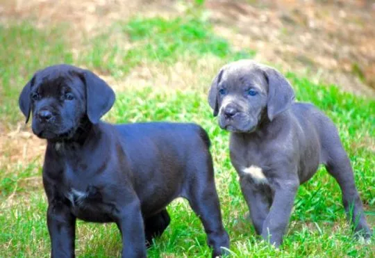 Szczenięta rasy cane corso dostępne już w sprzedaży., Śląskie, Rybnik