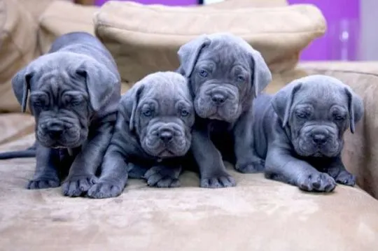 Szczenięta rasy cane corso dostępne już w sprzedaży., Śląskie, Rybnik