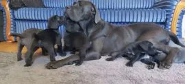 Szczenięta rasy cane corso dostępne już w sprzedaży.