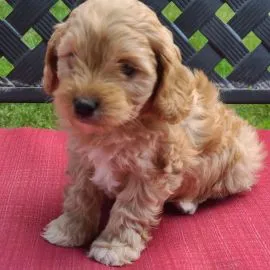 Piesek i suczka cavapoo do Twojego domu, skontaktuj się już teraz.
