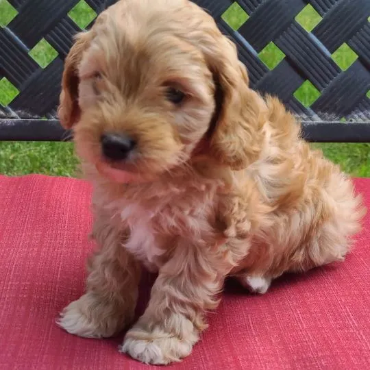 Piesek i suczka cavapoo do Twojego domu, skontaktuj się już teraz.