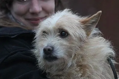 Miś - mały, starszy (11 lat) piesek szuka domu!,  łódzkie Łódź