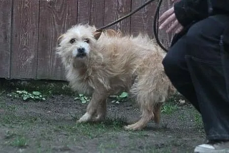 Miś - mały, starszy (11 lat) piesek szuka domu!,  