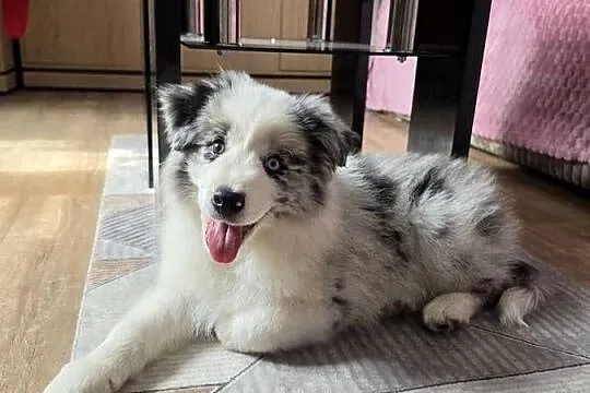 Piesek rasy border collie blue merle, Łódzkie, Kutno