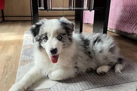 Piesek rasy border collie blue merle, Łódzkie, Kutno