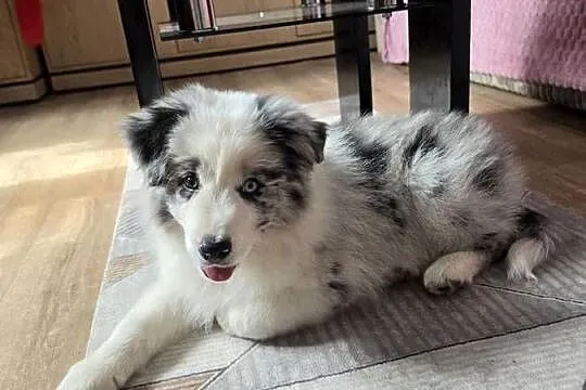 Piesek rasy border collie blue merle, Łódzkie, Kutno