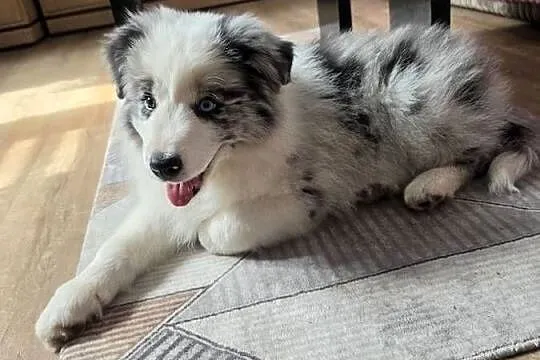 Piesek rasy border collie blue merle, Łódzkie, Kutno