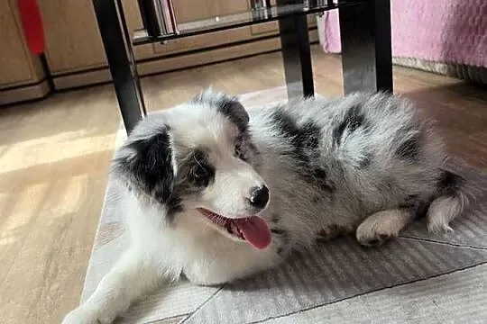 Piesek rasy border collie blue merle, Łódzkie, Kutno