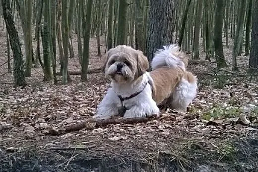 REPRODUKTOR Shih tzu ,  pomorskie Gdynia