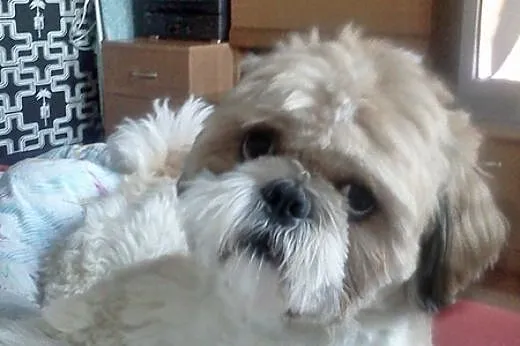 REPRODUKTOR Shih tzu ,  pomorskie Gdynia