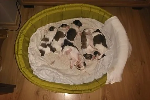 REPRODUKTOR Shih tzu ,  pomorskie Gdynia