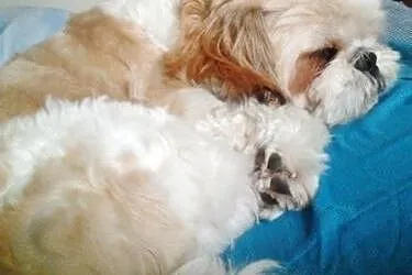 REPRODUKTOR Shih tzu ,  pomorskie Gdynia