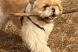 REPRODUKTOR Shih tzu ,  pomorskie Gdynia