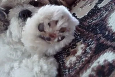 REPRODUKTOR Shih tzu ,  pomorskie Gdynia