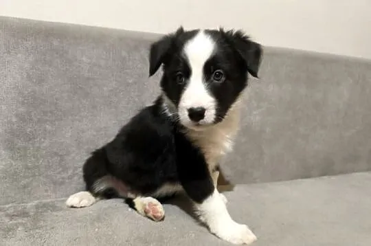 Piesek Border collie czarno-biały z rodowodem z domowej hodowli