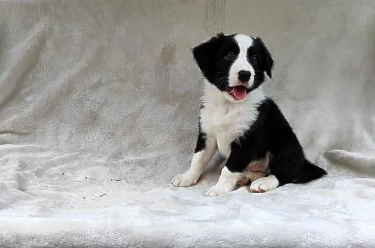 Piesek Border collie czarno-biały z rodowodem z domowej hodowli, Podkarpackie, Rymanów