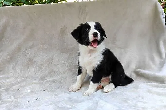 Piesek Border collie czarno-biały z rodowodem z domowej hodowli, Podkarpackie, Rymanów