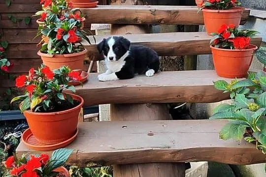 Piesek Border collie czarno-biały z rodowodem z domowej hodowli, Podkarpackie, Rymanów