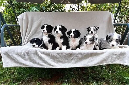 Piesek Border collie czarno-biały z rodowodem z domowej hodowli, Podkarpackie, Rymanów