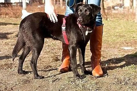 Czarna Mafia - sympatyczna sunia do adopcji ,  maz