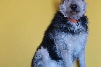 Łagodny, grzeczny Nemo - cudowny psiak o bajkowym 