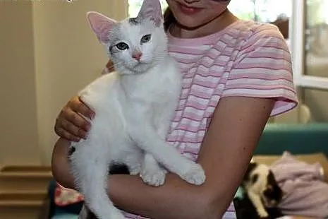 Półroczna piękna kotka Fruzia,  dolnośląskie Wrocł